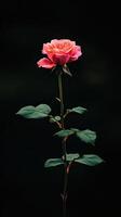 Rose isolated on black background photo