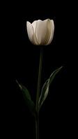 Tulip isolated on black background photo