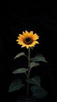 Sunflower isolated on black background photo