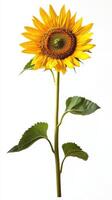 Sunflower isolated on white background photo