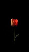 Tulip isolated on black background photo