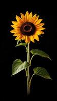 Sunflower isolated on black background photo