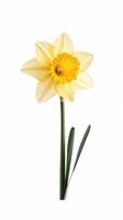 Daffodil isolated on white background photo