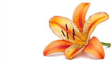 Orchid isolated on white background photo