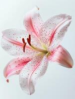 Orchid isolated on white background photo