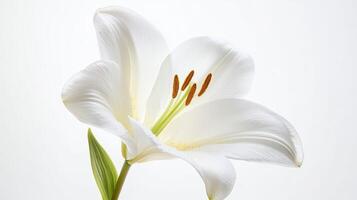 Orchid isolated on white background photo