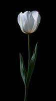 Tulip isolated on black background photo