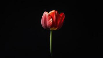 Tulip isolated on black background photo