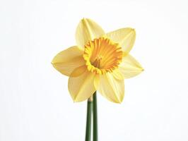 Daffodil isolated on white background photo