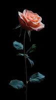 Rose isolated on black background photo