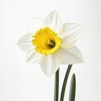 Daffodil isolated on white background photo