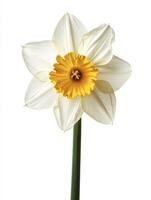 Daffodil isolated on white background photo