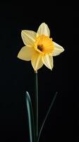 Daffodil isolated on black background photo