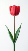 Tulip isolated on white background photo