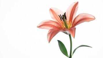 Orchid isolated on white background photo
