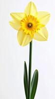 Daffodil isolated on white background photo