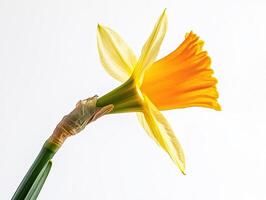Daffodil isolated on white background photo