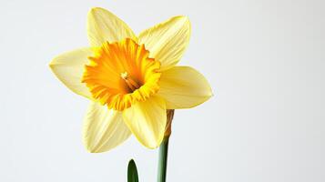 Daffodil isolated on white background photo