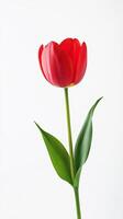 Tulip isolated on white background photo