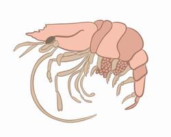 Illustration of shrimp on a white background. vector