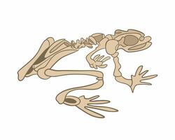 Illustration of a frog skeleton on a white background. vector