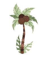 Cartoon palm tree with coconuts on isolated background. Tropical tree in flat style. Safari collection. illustration for clothes, fabric, greeting cards, stickers, etc. vector