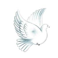 A white flying pigeon. watercolor illustration. A symbol of peace. An element of the design of banners and flyers, invitations and greeting cards, posters and prints. vector