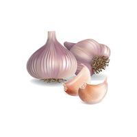 Garlic and garlic cloves isolated on white background. vector