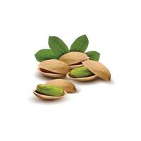 several kinds of nuts with leaves are on a white background vector