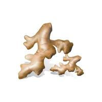 Fresh ginger root and sliced isolated on white background, clipping path. vector
