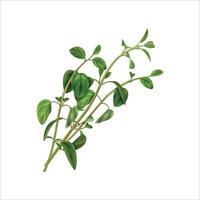Thyme isolated. Thyme herb on white background. vector