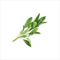 Fresh sage twig isolated on white background. vector