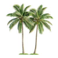 exuberante e vibrante Palma árvores, exibindo vários tropical árvore formulários adequado png