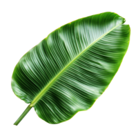 banana leaf with intricate textures and shapes, perfect for rustic decor or nature-inspired art projects. png