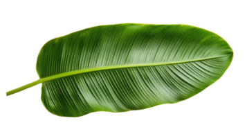 banana leaf unique pieces of driftwood with intricate textures and shapes, perfect for rustic decor or nature-inspired art projects. png