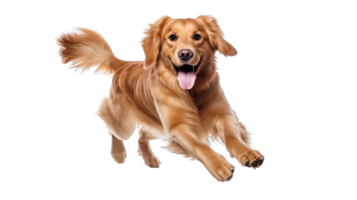 . Golden retriever dog running and jumping happily isolated on a transparent background. png