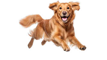 . Golden retriever dog running and jumping happily isolated on a transparent background. png