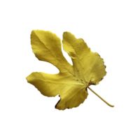 Bright yellow autumn tree leaf, isolated object, cutout element, seasonal autumn or summer colorful mood, soft focus and clipping path, environment concept png