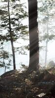 Glowing fog in the forest in the evening video