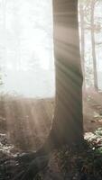 Glowing fog in the forest in the evening video