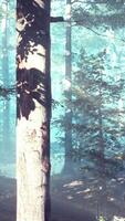 Glowing fog in the forest in the evening video