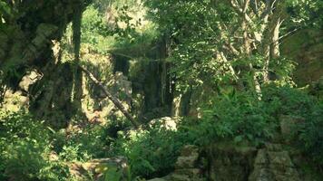 A lush green forest filled with lots of trees. mountain path video