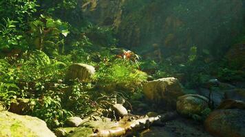 A stream running through a lush green forest. mountain path video