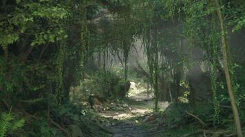 A enchanting forest path surrounded by vibrant greenery. mountain path video