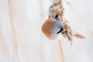 Sparrow's Abode A Glimpse into Nature's Dwelling photo