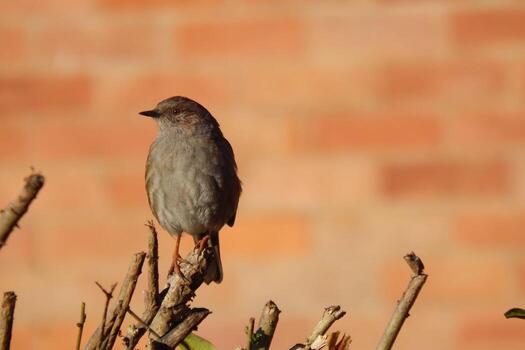 Twilight's Grace The Sparrow's Evening Perch photo