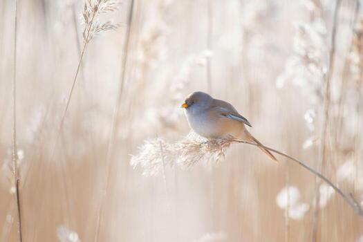 Whispers of Tranquility The Sparrow's Silent Rest on the Branch photo