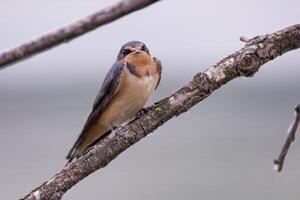 Whispers of Stillness The Silent Perch of a Sparrow photo