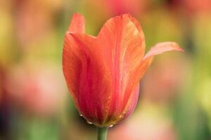 Elegance The Unfolding Beauty of Fragrant Forest Flower Buds photo