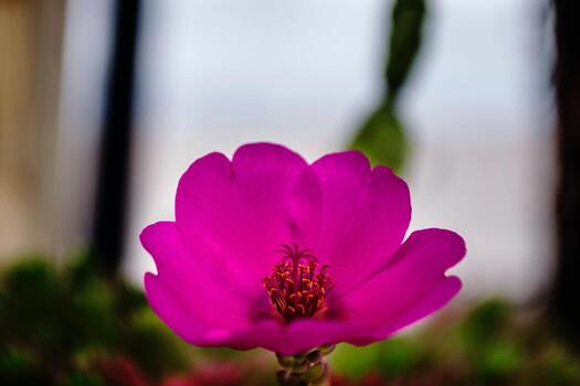Mountain's Blush A Celebration of Pink Blossoms photo
